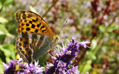 Nos producteurs #1 – Grünenfelder Herbs