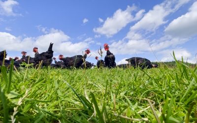 Nos producteurs #3 – La Belle Luce