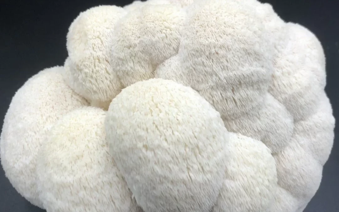 Champignon crinière de lion